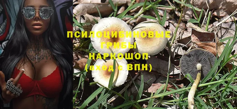 Галлюциногенные грибы Cubensis Коряжма